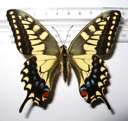 Papilio hippokrates
