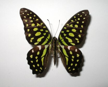 Graphium agamemnon