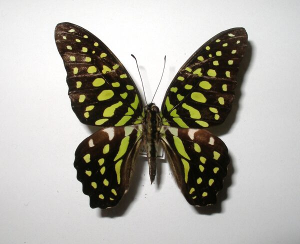 Graphium agamemnon