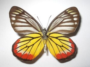 Delias hyparete