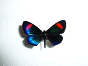 Acraeidae ?