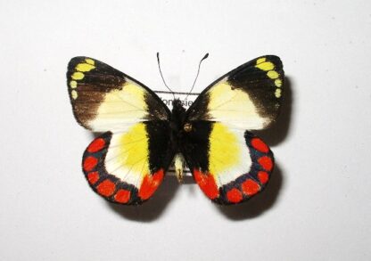 Delias abrophora