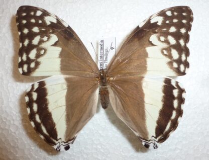Morpho adonis