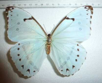 Morpho catenarius