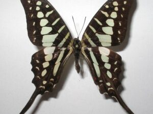 Graphium policenes