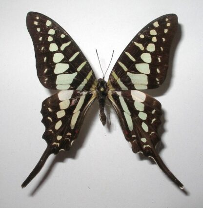 Graphium policenes