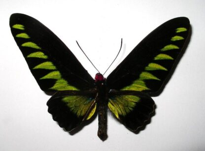 Triodes brookiana albescens
