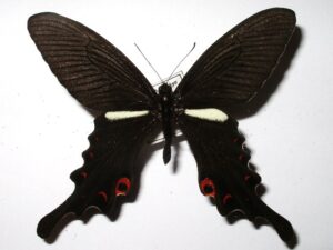 Papilio macilentus