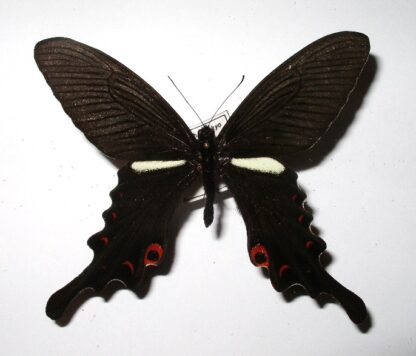 Papilio macilentus
