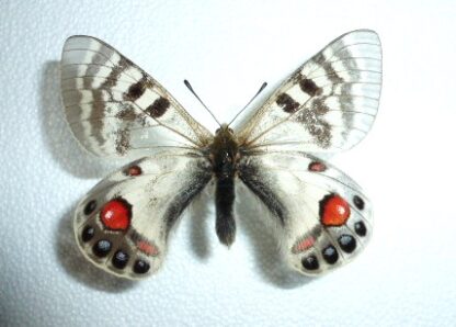 Parnassius chartonius