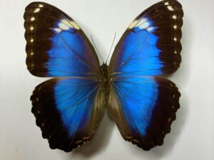 Morpho helenor violaceus
