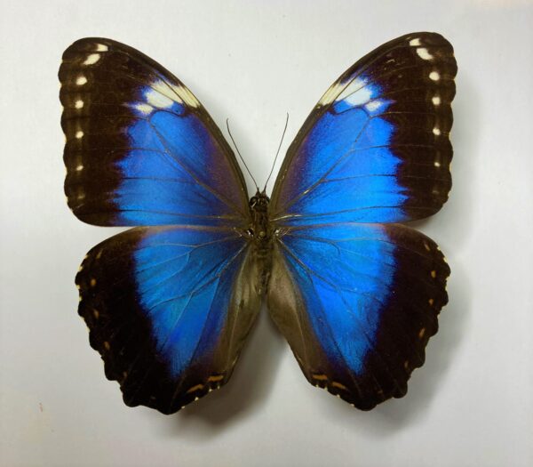 Morpho helenor violaceus