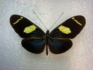 Heliconius wallacei