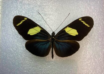Heliconius wallacei