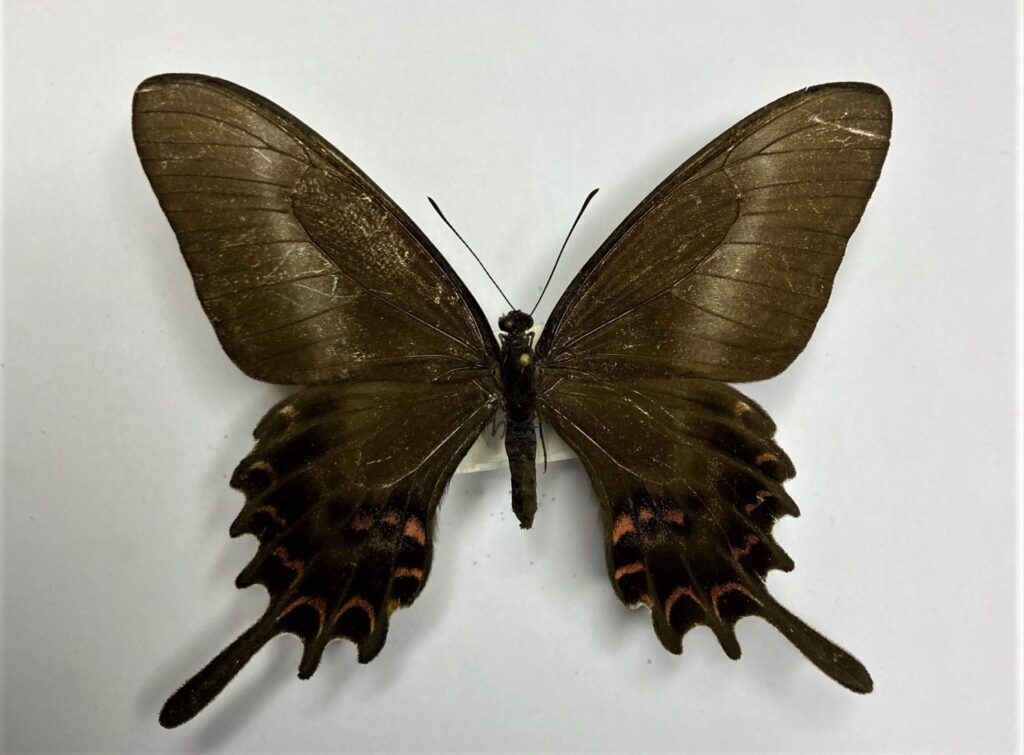 Papilio hectorides Schmetterlingladen