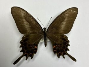 Papilio hectorides