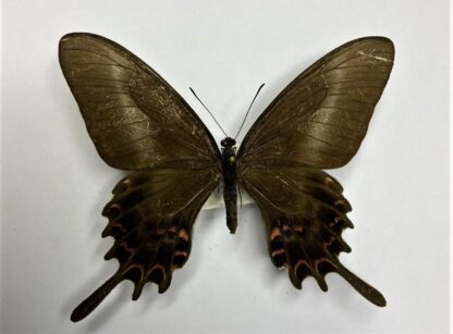 Papilio hectorides