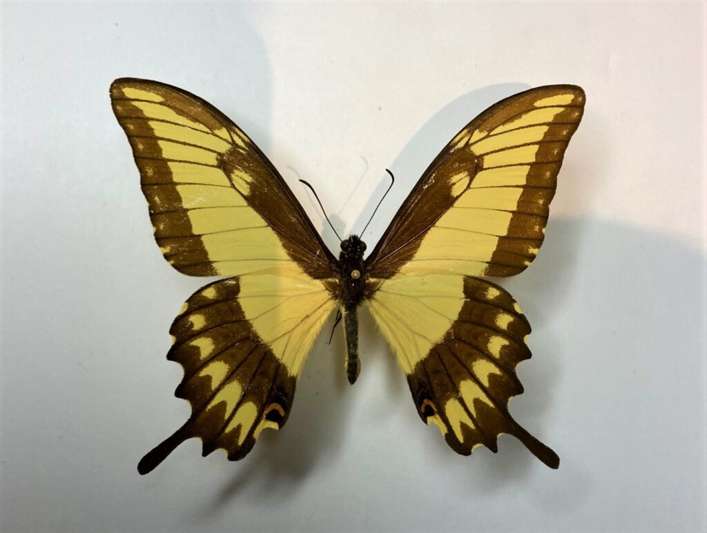 Papilio astyalus