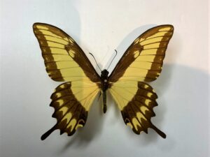 Papilio astyalus