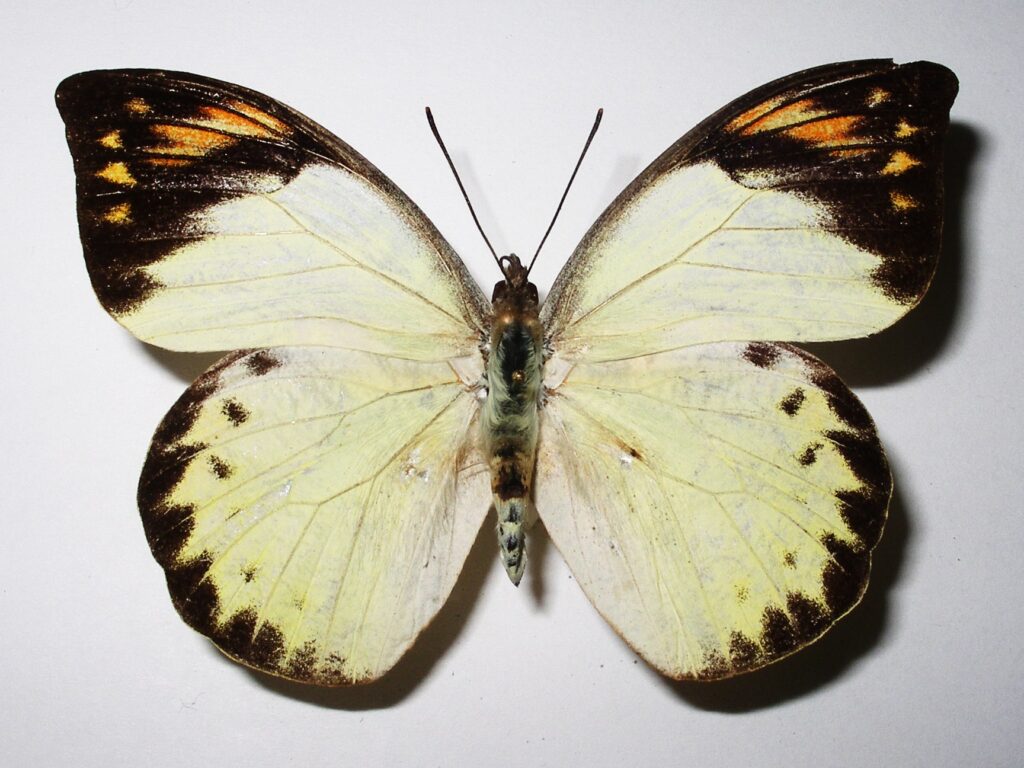 Hebomoia glaucippe sulphurea
