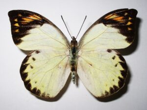 Hebomoia glaucippe sulphurea