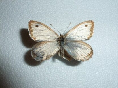 Argyophrus argentus