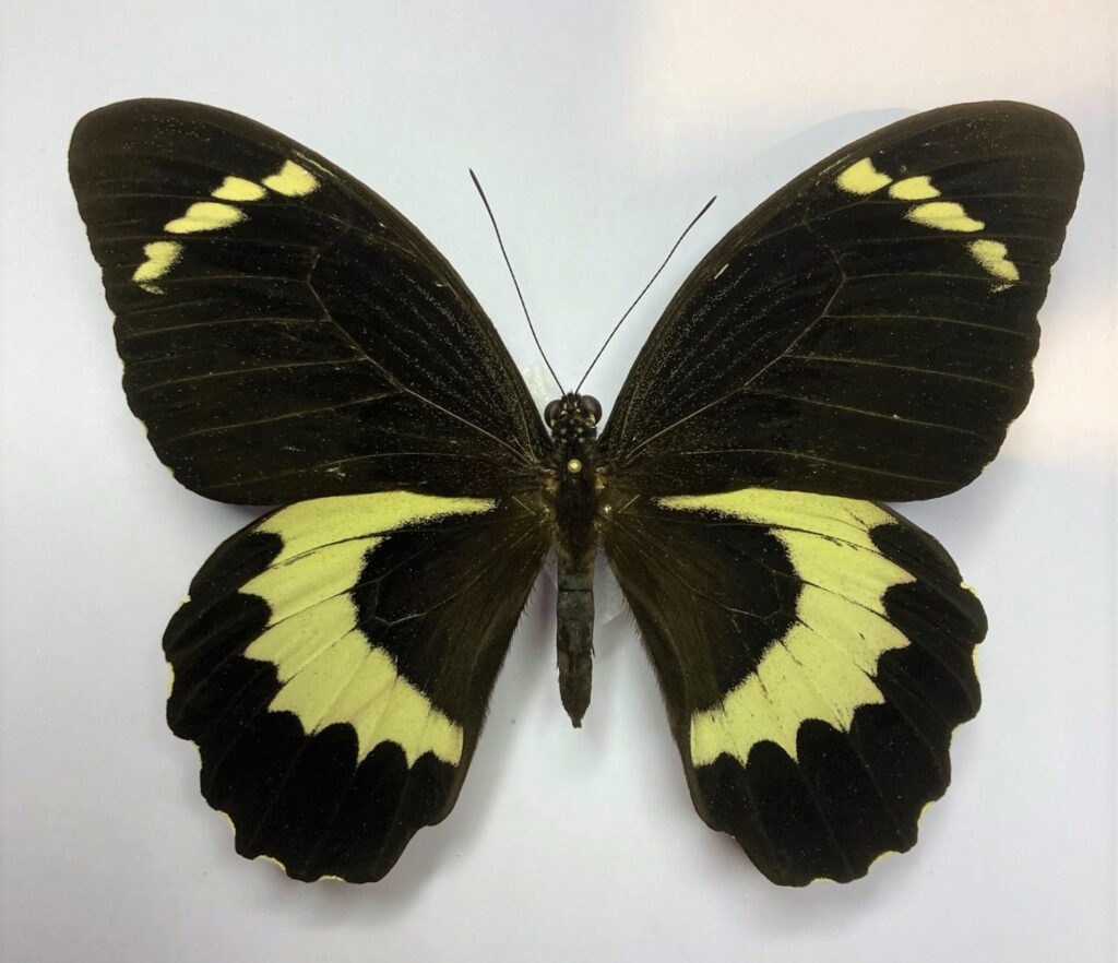 Papilio tydeus