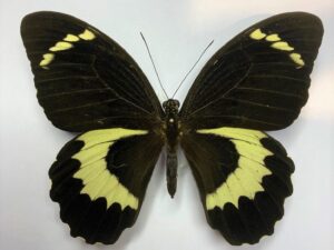 Papilio tydeus