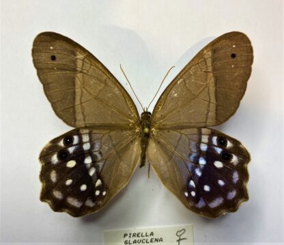 Pierella glauclena