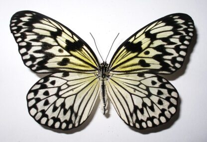 Idea leuconoe