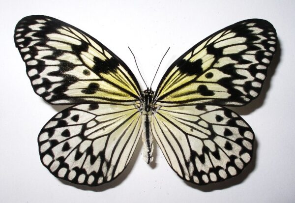 Idea leuconoe