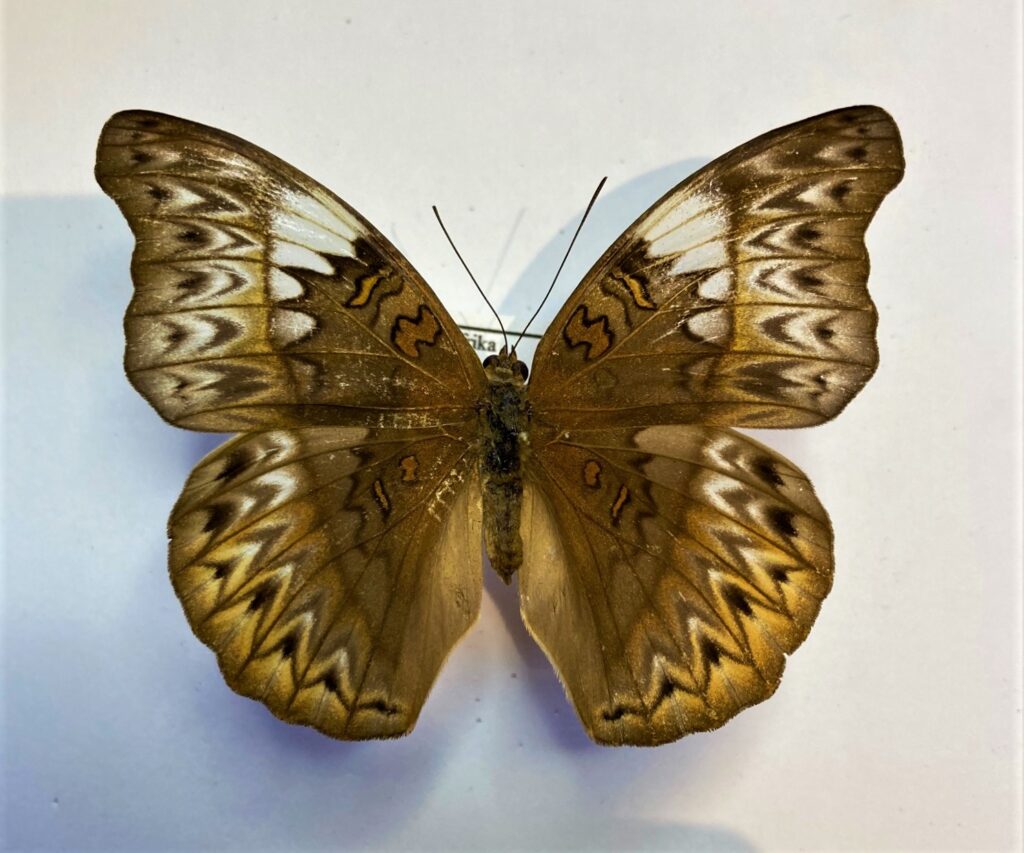 Cymothoe capella