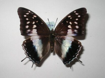 Charaxes catochrous