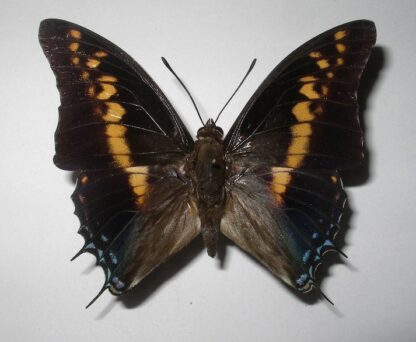 Charaxes castor