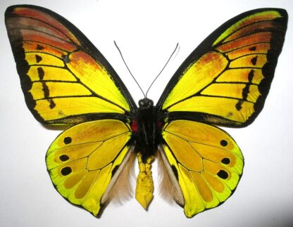 Ornithoptera goliath samson