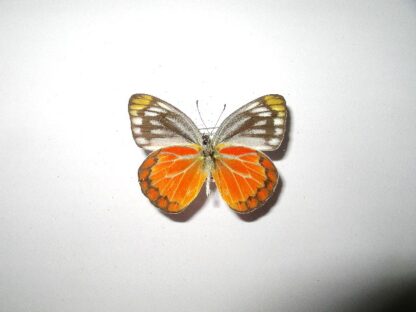 Cepora temena temena