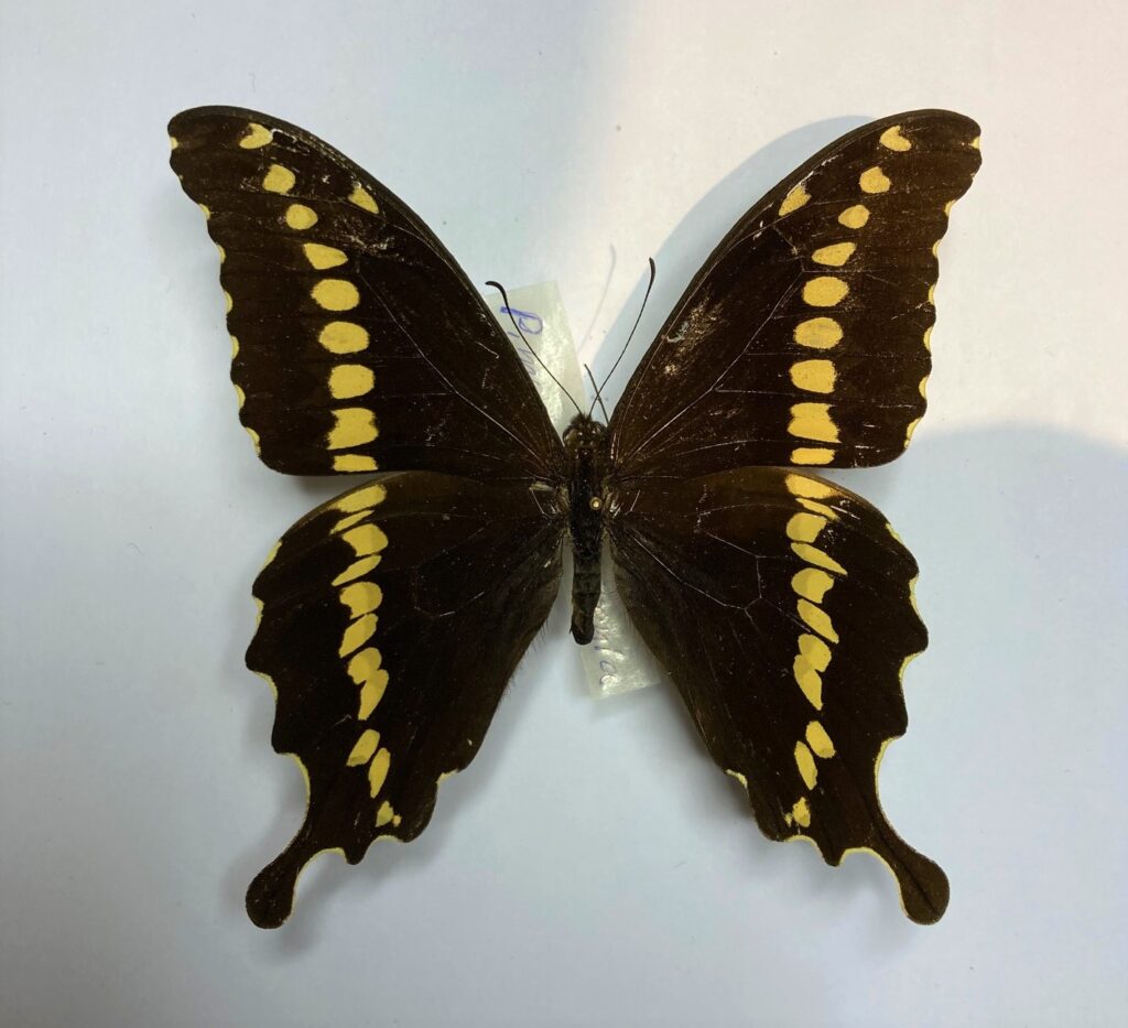 Papilio mackinnoni
