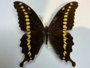 Papilio mackinnoni