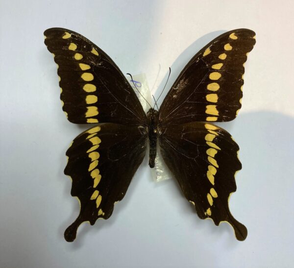 Papilio mackinnoni