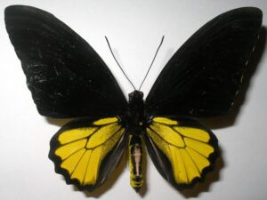 Troides helena
