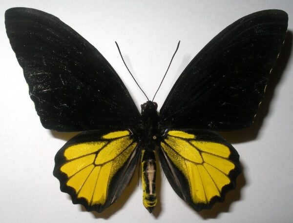 Troides helena