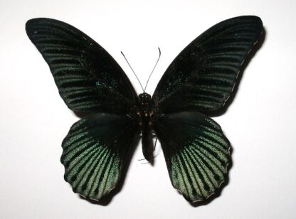 Papilio memnon