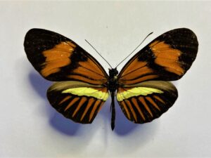 Heliconiidae