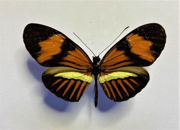 Heliconiidae