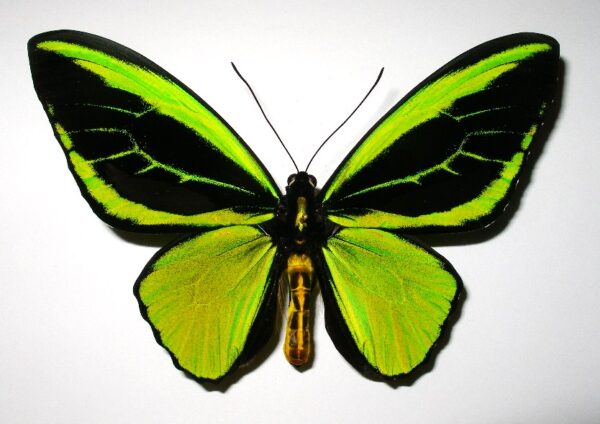 Ornithoptera priamus teucrus