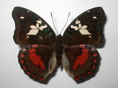 Euthalia amanda
