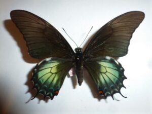 Papilio andregeus
