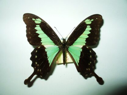 Papilio phorcas