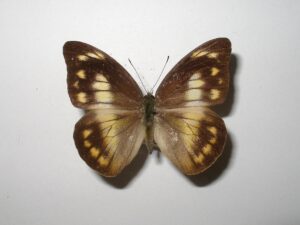 Appias nero