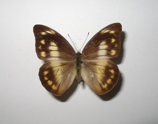 Appias nero